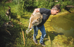 Farkasnak embere - Ha itthon van, iskolákba jár, farkasokat visz, hogy ne féljenek tőlük