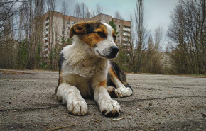Kutyák Csernobilban
