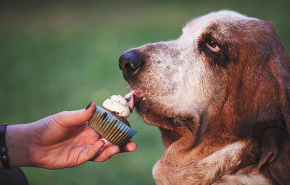 Töpörtyűs fagyi, fahéjas csiga és pupcake: jól befalta - és a sajtos keksz?