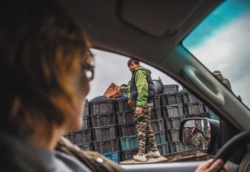 <h1>Gazda szeme. Éva minden ládát ellenőriz. Szüreten jártunk Szigetcsépen - Fotó: Draskovics Ádám</h1>-