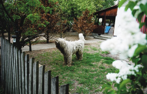 Egy komondor rémtettei