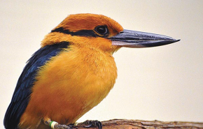 'A tudomány nevében begyűjtötték' - eggyel kevesebb él a ritka madárból