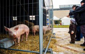 Mindenki a sajátját szereti