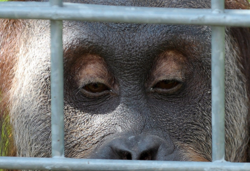 <h1>Udzsian, a hím orangután fütyül ketrecében a heidelbergi állatkertben. A németországi állatkert CD-t adott ki „Én vagyok Udzsian” címmel, melyen hangszeres zene és az orangután fütyülése hallható</h1>-
