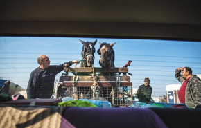 Sárkányölő pecsenyecsikó - A dabasi lóvásáron jártunk