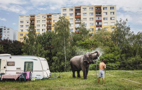 Nem mindennnapi jelenettel hozta el kollégánk az első díjat: Elefántfürdetés a budaörsi lakótelep mellett