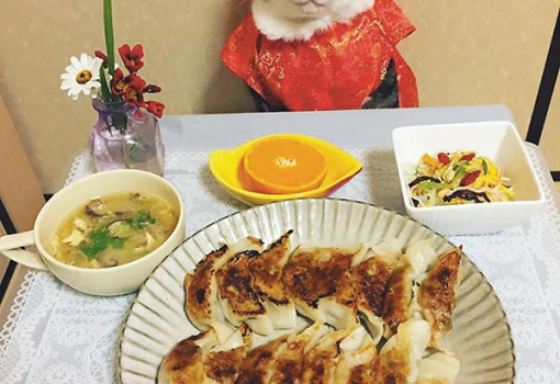 <h1>Mindennap más ruhába öltözik a vacsorához a japán macskaséf, Maro</h1>-