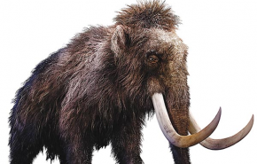 Tudományos szenzáció készül: lesz 'mamofántunk', gyapjas, mint a mamut-ősök