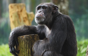 A csimpánzok istene