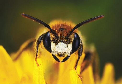 <h1>Nagyjából 20 ezer különböző méhfaj él világszerte. Az Antarktisz kivételével a Föld összes kontinensén megtalálhatóak a kis mézgyűjtők. (Fotó: Profimedia)</h1>-