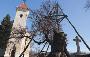 Gyanús legenda; 10 szekérre se fér fel; Magyar lovat magyar tölgyhöz - Ha ez a fa mesélni tudna