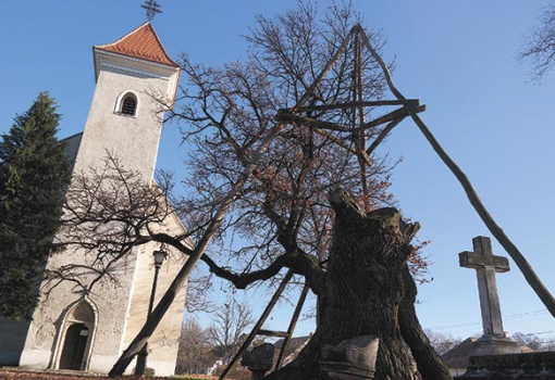 <h1>Minden bizonnyal a hédervári Árpád-tölgy Magyarország legidősebb fája - Fotó: F. Tóth Benedek</h1>-