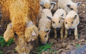 Szalonna, mangalica, 'látott halak' és látványtúra – ajánlataink november 5-re