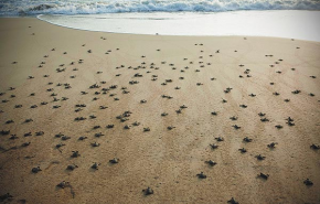 Életükért küzdenek a teknősök
